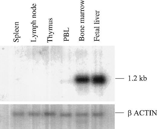 Fig. 3. Expression of TEL2 in human tissues. / A Northern blot containing mRNA from the indicated human tissues was hybridized sequentially with the full-length TEL2 cDNA and a control hu α-actin probe. The approximate molecular weight (MW) of the band detected by TEL2 is indicated on the right. The 2.0-kb band identified by α-actin band is also shown.
