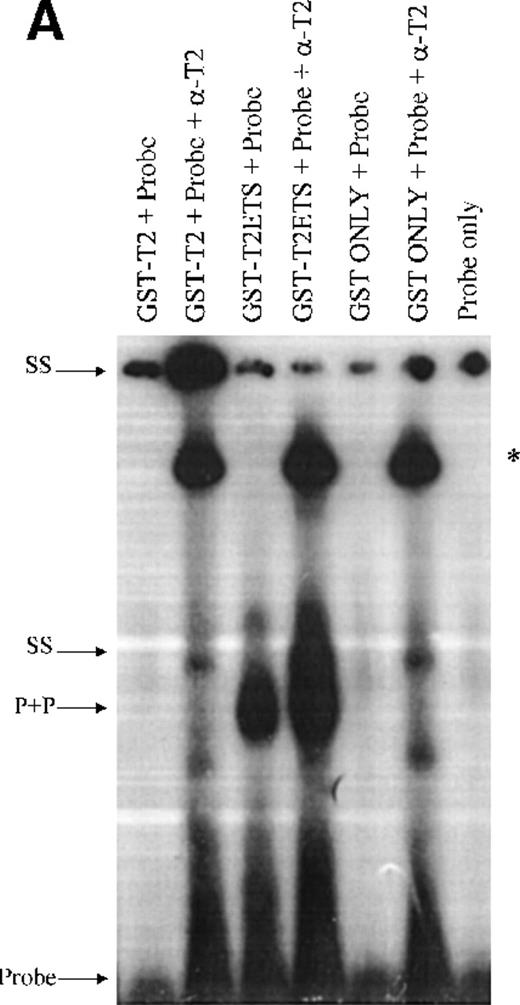 Fig. 6. EMSA analysis of bacterially expressed GST-TEL2 proteins. / (A) Radiolabeled oligomers encoding the TEL1 CDBS were incubated with eluates of either GST only, GST-T2, or GST-T2ETS proteins. DNA-protein complexes were supershifted with α-T2. Combinations of DNA, protein, and aby are indicated above each lane. The GST-T2+DNA supershift (top of figure) and the GST-T2ETS supershift are denoted by arrows labeled “SS.” A complex associated with the addition of α-T2 antisera is denoted with an “*.” (B) GST-T2 protein was incubated with radiolabeled-TEL1 CDBS and increasing amounts of unlabeled TEL1 CDBS. The molar excess of unlabeled probe added to each binding reaction is shown above each lane. Complexed and free probe were separated by PAGE and detected by autoradiography. The GST-T2ETS protein + CDBS probe complex is indicated with an arrow labeled “P+P.” Uncomplexed probe is shown at the bottom of the figure by the “Probe”-labeled arrow.