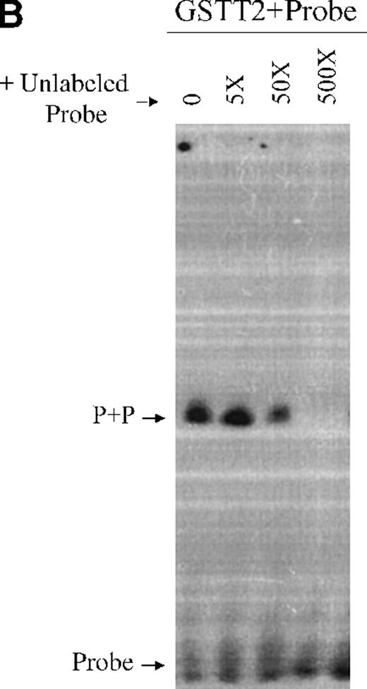 Fig. 6. EMSA analysis of bacterially expressed GST-TEL2 proteins. / (A) Radiolabeled oligomers encoding the TEL1 CDBS were incubated with eluates of either GST only, GST-T2, or GST-T2ETS proteins. DNA-protein complexes were supershifted with α-T2. Combinations of DNA, protein, and aby are indicated above each lane. The GST-T2+DNA supershift (top of figure) and the GST-T2ETS supershift are denoted by arrows labeled “SS.” A complex associated with the addition of α-T2 antisera is denoted with an “*.” (B) GST-T2 protein was incubated with radiolabeled-TEL1 CDBS and increasing amounts of unlabeled TEL1 CDBS. The molar excess of unlabeled probe added to each binding reaction is shown above each lane. Complexed and free probe were separated by PAGE and detected by autoradiography. The GST-T2ETS protein + CDBS probe complex is indicated with an arrow labeled “P+P.” Uncomplexed probe is shown at the bottom of the figure by the “Probe”-labeled arrow.