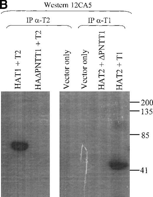 Fig. 7. Coimmunoprecipitation of TEL2. / (A) Coimmunoprecipitation of TEL2 with HATEL2. Human fibroblast cells (293T) were transiently transfected with empty vector, HAT2, T2, or HAT2 + T2, and lysates were immunoprecipitated with 12CA5. Immunocomplexes were separated by SDS-PAGE, Western blotted, and incubated with α-T2. Lysates from cells transfected with the indicated constructs were also Western blotted with α-T2 (right 3 lanes). MW standards are indicated on the left. (B) Coimmunoprecipitation of TEL2 and TEL1. Lysates of Hela cells transiently transfected with the indicated expression constructs were incubated with either α-T2 (left 3 lanes) or α-T1 antibodies (right 3 lanes). Immunoprecipitates were separated by SDS-PAGE, Western blotted, and incubated with the 12CA5 aby. MW standards are indicated on the right. (C) 293T cells were transiently transfected with the constructs indicated above each lane and lysates were immunoprecipitated with either α-T2 or α-T1. Immunoprecipitates were separated by SDS-PAGE, Western blotted, and incubated with 12CA5. MW standards are shown on the left.