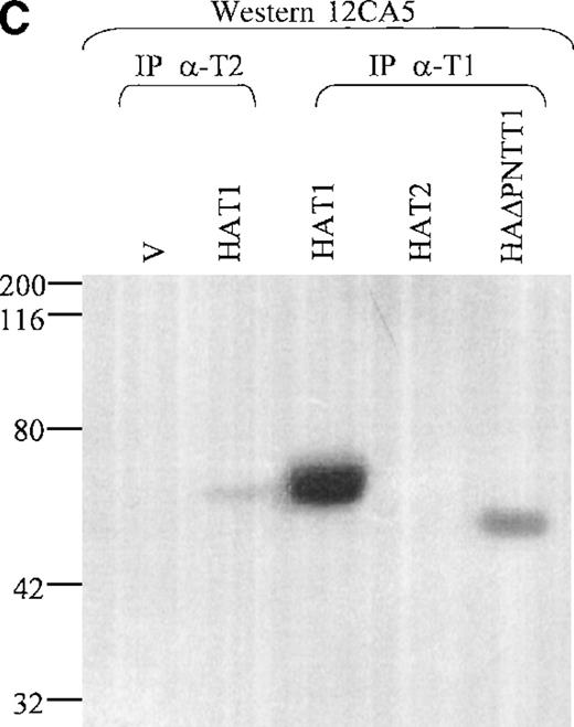 Fig. 7. Coimmunoprecipitation of TEL2. / (A) Coimmunoprecipitation of TEL2 with HATEL2. Human fibroblast cells (293T) were transiently transfected with empty vector, HAT2, T2, or HAT2 + T2, and lysates were immunoprecipitated with 12CA5. Immunocomplexes were separated by SDS-PAGE, Western blotted, and incubated with α-T2. Lysates from cells transfected with the indicated constructs were also Western blotted with α-T2 (right 3 lanes). MW standards are indicated on the left. (B) Coimmunoprecipitation of TEL2 and TEL1. Lysates of Hela cells transiently transfected with the indicated expression constructs were incubated with either α-T2 (left 3 lanes) or α-T1 antibodies (right 3 lanes). Immunoprecipitates were separated by SDS-PAGE, Western blotted, and incubated with the 12CA5 aby. MW standards are indicated on the right. (C) 293T cells were transiently transfected with the constructs indicated above each lane and lysates were immunoprecipitated with either α-T2 or α-T1. Immunoprecipitates were separated by SDS-PAGE, Western blotted, and incubated with 12CA5. MW standards are shown on the left.