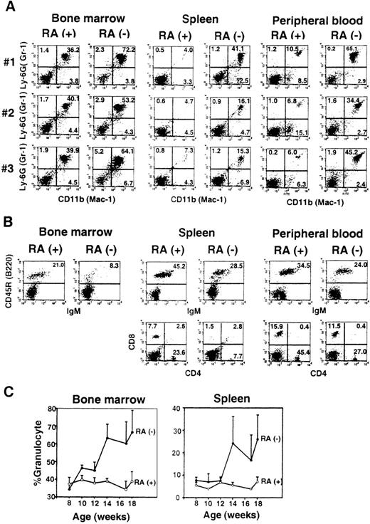 Fig. 3. FACS analysis. / (A) Bone marrow, spleen, and peripheral blood cells from 3 individual mice (no. 1-3) at 14 weeks of age were analyzed for Gr-1 (Ly-6G) and Mac-1 (CD11b) staining. (B) Cells from 1 mouse (no. 1) from the RA+ and RA− group were tested for markers for B cells (B220/IgM) and T cells (CD4/CD8). (C) Time course analysis. Percent Mac-1+/Gr-1+ cells in bone marrow and spleen were determined by FACS analysis every 2 weeks. The values represent the average of 3 to 4 mice ± SD.
