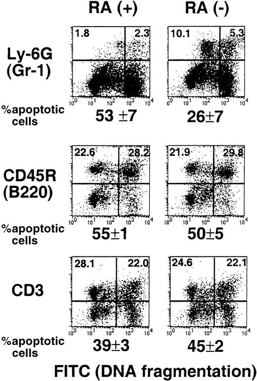 Fig. 6. Impaired spontaneous apoptosis in RA−granulocytes. / Spleen cells from a representative RA+ or RA−mouse (15 weeks old) were cultured overnight and stained with PE-labeled antibodies to Gr-1, B220, and CD3, and then subjected to TUNEL assay. The X axis (FITC) represents DNA fragmentation and the Y axis cell surface markers. The number below the FACS profile represents percent apoptotic cells of 3 mice ± SD.