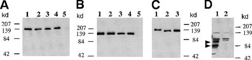 Fig. 1. Expression of GMRβ N-glycosylation mutants in COS cell membranes. / Cells were transfected with expression plasmids encoding wild-type or mutated GMRβ. Proteins isolated from the membrane fractions of COS cells 48 hours after transfection were loaded onto 10% sodium dodecyl sulfate-polyacrylamide gel electrophoresis and immunoblotted with a rabbit antihuman GMRβ subunit antibody. (Panel A) One microgram of membrane protein from cells transfected with plasmids encoding wild-type or mutated GMRβ was loaded in each lane: 1, wild-type GMRβ; 2, GMRβ-Ala58; 3, GMRβ-Ala191; 4, GMRβ-Ala346; 5, mock transfectant. The immunoreactive bands were detected by enhanced chemiluminescence (ECL) with 1-minute exposure. (Panel B) Two micrograms of membrane protein from cells transfected with plasmids encoding wild-type or mutated GMRβ were loaded in each lane: 1, wild type GMRβ; 2, GMRβ-Asp58; 3, GMRβ-Asp191; 4, GMRβ-Asp346; 5, mock transfectant. The immunoreactive bands were detected by ECL with 1-minute exposure. (Panel C) One microgram of membrane protein obtained from cells transfected with plasmid encoding wild-type or GMRβ-Ala58/191/346 was loaded in each lane: 1, wild-type GMRβ without tunicamycin treatment; 2, wild-type GMRβ treated with 2.5 μg/mL tunicamycin; 3, GMRβ-Ala58/191/346. The immunoreactive bands were detected by ECL with 1-minute exposure. (Panel D) Twenty micrograms of membrane protein obtained from cells transfected with plasmid encoding GMRβ-Asp58/191/346 (lane 1) and mock transfectant (lane 2) were loaded. The immunoreactive bands were detected by ECL with 15 minutes of exposure.
