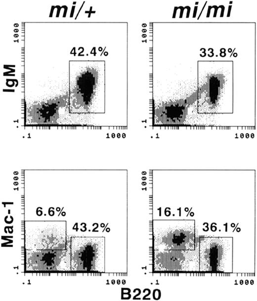 Fig. 3. Presence of mature B cells in the mi/mi spleen. / Spleen cells (106) from 8-week-old mi/mihomozygotes or mi/+ normal littermates were stained with FITC-6B2 (anti-B220), biotinylated-IgM or -M1/70 (anti-Mac-1), and PE-streptavidin, and analyzed using a flow cytometer.