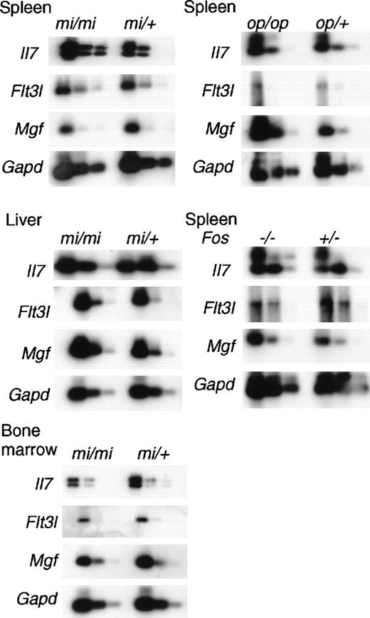 Fig. 4. Expression of mRNA of Mgf, Flt3l, and Il7in the osteopetrotic mice. / Total RNAs were prepared from bone marrow, spleens, or livers of 8-week-old osteopetrotic mice. Different dilutions (1:1, 1:8, 1:64) of cDNA were subjected to PCR amplification specific for Mgf, Flt3l, Il7, and GAPD transcripts. The products were electrophoresed, blotted, and probed to detect messages for each corresponding gene.