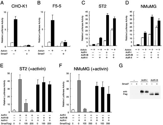 Fig. 3. Selective inhibition by Smad7 of signaling of type I activin receptor. / Chinese hamster ovary (CHO) K1 cells (A) and F5-5 mouse erythroid leukemia cells (B) were transfected with 300 ng of reporter construct p3TP-Lux, 100 ng of the internal control pRL-1PGK, and 200 ng of either control vector pactEF or Smad7 expression vector pactEF-Smad7 and then cultured in the absence or presence of 1 nmol/L activin. Transcriptional activity of the 3TP promoter was measured as firefly luciferase activity in the cell lysate. Values were normalized by comparison with values for sea pansy luciferase activity, which was driven by the constitutive promoter of the mouse phosphoglycerate kinase gene in pRL-1PGK. Results are expressed as the increase in induction (x-fold) compared with the value in the untreated vector control. Values are the mean and SD from at least 3 assays. (C) ST2 mouse fibroblast cells rendered highly responsive to activin by transfection of activin receptors in the p3TP-Lux assays. In parent cells, activin treatment produced only a weak activation of the 3TP promoter. ST2 cells were transiently transfected with 300 ng of p3TP-Lux, 100 ng of pRL-1PGK, and 50 ng each of expression vector for ActR-II (pactEF-ActR-II) and either ActR-I (pactEF-ActR-I) or ActR-IB (pactEF-ActR-IB) and then cultured in the absence or presence of activin. Luciferase activity was determined as described above. (D) Effects of transfection of activin receptors into NMuMG mouse mammary epithelial cells. Cells were treated and transcriptional activation was assessed as described in (C). (E and F) Efficient suppression by Smad7 of p3TP-Lux activation by activin in the cells producing ActR-I but only inefficient suppression in the cells producing ActR-IB. Increasing amounts of Smad7 vector (0-200 ng) were cotransfected with vectors for ActR-II and either ActR-I or ActR-IB (50 ng each) into ST2 cells (E) and NMuMG cells (F). After treatment with activin, the cells were harvested for the luciferase assay described above. (G) Immunoblot showing comparable levels of the type I receptor proteins, ActR-I and ActR-IB, in transiently transfected cells. NMuMG cells were transfected with carboxy-terminal Flag-tagged ActR-I or ActR-IB in the absence or presence of Smad7. A fixed amount (20 μg each) of total protein from the whole-cell lysate was analyzed by gel electrophoresis and subsequent immunoblotting with anti-Flag monoclonal antibody.