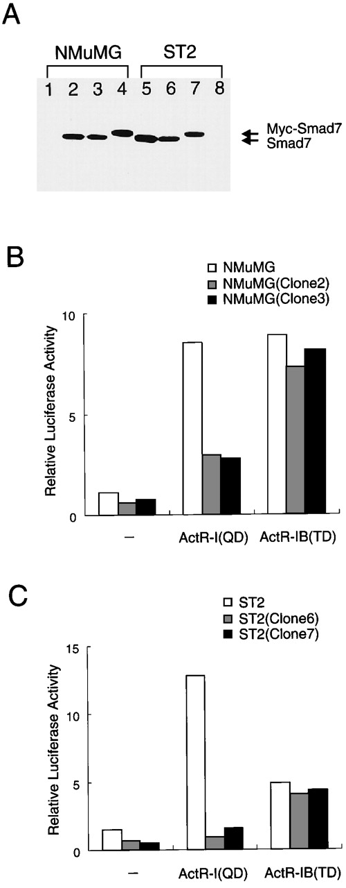 Fig. 4. Different signaling activities of 2 type I activin receptors in cells stably expressing Smad7. / (A) Immunoblot showing detectable levels of Smad7 (or Myc-Smad7) in stably infected cells and undetectable levels in parent cells. Clonal cells stably expressing Smad7 were established by retrovector infection and selection. A fixed amount (20 μg each) of total protein was analyzed with gel electrophoresis and subsequent immunoblotting using specific antibody against Smad7. Lane 1 shows results with parent NMuMG cells; lanes 2 and 3, results with clonal progeny cells infected with Smad7 virus and designated NMuMG (clone 2) and NMuMG (clone 3); lane 4, results with NMuMG cells infected with Myc-Smad7 virus and designated NMuMG (clone 4); lanes 5 and 6, results with ST2 progeny cells infected with Smad7 and designated ST2 (clone 5) and ST2 (clone 6); lane 7, results with ST2 progeny cells infected with Myc-Smad7 and designated ST2 (clone 7); and lane 8, results with parent ST2 cells. (B and C) In the cells stably producing Smad7, ActR-I (QD) induced only limited stimulation of the reporter, whereas ActR-IB (TD) enhanced p3TP-Lux activity to the same extent as in the parent cells. ST2 cells, NMuMG cells, and their derivatives were transfected with p3TP-Lux (300 ng), ActR-II vector, and either ActR-I (QD) or ActR-IB (TD) vector (50 ng each) and then cultured without activin treatment. Results are expressed as the increase in induction (x-fold) compared with the value in the vector control in parent cells. These data suggest that in cells expressing an increased amount of Smad7, ActR-IB signaling maintains its activity, whereas ActR-I signaling is prevented from causing the transcriptional response.