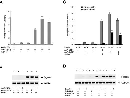 Fig. 5. Effect of Smad7 on erythroid differentiation induced by activated forms of type I activin receptors. / (A) Promotion of erythroid differentiation of F5-5 cells by expression of constitutively activated ActR-I (QD) or ActR-IB (TD). Cells were infected with various combinations of vector viruses expressing ActR-I (QD), ActR-IB (TD), and ActR-II. Infected cells were supplemented with medium to achieve the initial density of 3 × 104cells/mL and incubated for a week. At the end of the incubation period, a portion of the culture was examined by using benzidine staining for hemoglobin and the rest were collected for RNA extraction. The results shown are the percentages of total cells that contained hemoglobin. Values are the mean and SD from triplicate assays. (B) Total RNA harvested from the above cells was analyzed with RT-PCR for the presence of β-globin mRNA as a marker of erythroid differentiation. G3PDH served as a loading control. (C and D) Smad7 efficiently inhibits erythroid differentiation induced by ActR-I (QD) but only inefficiently inhibits that induced by ActR-IB (TD). F5-5 cells were infected with puromycin-selectable virus expressing Smad7 or with control virus. Stably transduced cells, F5-5 (Smad7) cells and F5-5 (control) cells, were selected by incubation in the presence of 1 μg/mL puromycin for 1 week. The puromycin-resistant cells were infected with combinations of ActR-I (QD), ActR-IB (TD), and ActR-II viruses, as indicated. After another week of culture, a portion of the culture was used for benzidine staining and the rest were used for RT-PCR analysis of β-globin gene expression.