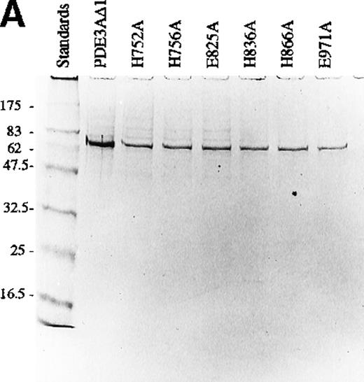 Fig. 2. Analysis of mutant proteins of PDE3A with SDS-PAGE gel and Western blotting. / (A) SDS-PAGE gel of truncated recombinant PDE3A and 6 mutants. The left lane contains the molecular weight standards. (B) Western blot of truncated recombinant PDE3A and 6 mutants.