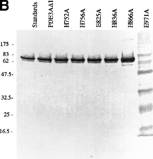 Fig. 2. Analysis of mutant proteins of PDE3A with SDS-PAGE gel and Western blotting. / (A) SDS-PAGE gel of truncated recombinant PDE3A and 6 mutants. The left lane contains the molecular weight standards. (B) Western blot of truncated recombinant PDE3A and 6 mutants.