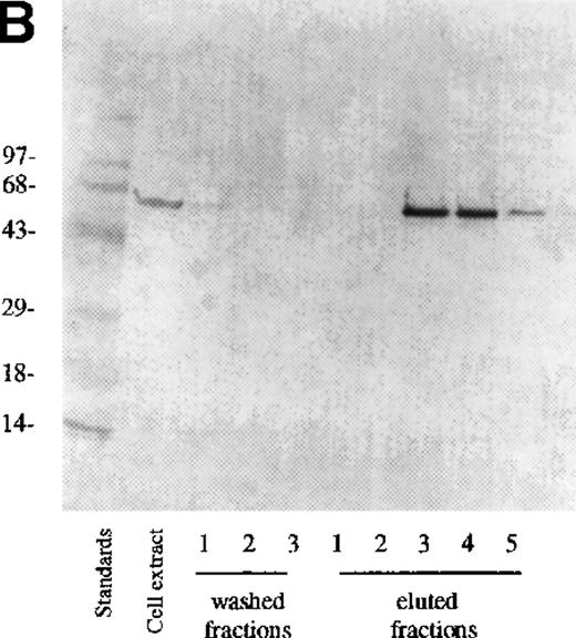 Fig. 3. Analysis of fractions from Ni-column chromatography. / Three fractions of wash buffer and 5 fractions of 250 mmol/L imidazole on 0.5 mol/L NaCl fractions of eluate were collected. (A) 10 μL were loaded onto a 10% SDS-PAGE gel and stained with Coomassie blue. (B) 10 μL was loaded on SDS-PAGE, transferred, and detected with anti-PDE3A polyclonal antibody as described in “Materials and methods.”