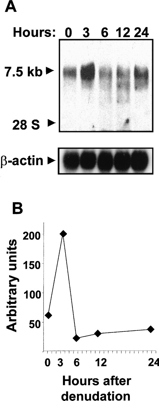Fig. 2. Endothelial denudation increases Flt-1 mRNA level. / HUVEC monolayers were mechanically denuded, and total RNA was extracted at the indicated times. (A) Northern blot analysis was performed with 20 μg total RNA per lane. Nylon filters were hybridized to32P-labeled flt-1 or β-actin probe. (B) Values represented in the graphic are the data obtained from densitometry of the signals corresponding to the flt-1 mRNA normalizing to the corresponding β-actin levels. Similar results were obtained in an independent experiment.