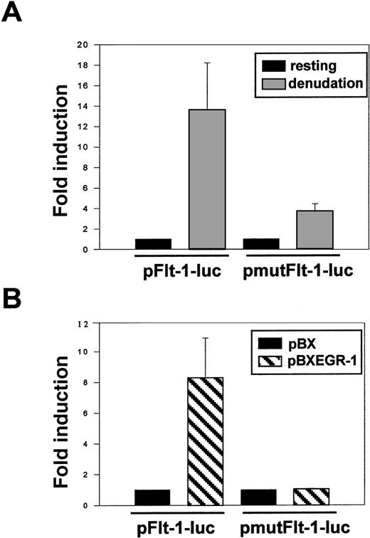 Fig. 8. Mutation of the EGR-1 consensus sequence in theflt-1 promoter dramatically decreases its transcriptional activity after mechanical denudation. / (A) HUVEC were transiently transfected with the pFlt-1–Luc plasmid or the mutated version (see mutation in Figure 7A) pmutFlt-1–Luc. Cell monolayers were mechanically denuded, and luciferase activity was measured after 8 hours. (B) HUVEC were transiently cotransfected with the luciferase reporter plasmids pFlt-1–Luc or pmut-Flt-1–Luc and the EGR-1 expression vector pBXEGR-1 or the empty vector pBX. Luciferase activity was measured 24 hours after transfection. Number of experiments, normalization, and statistics are similar to those in Figure 3.
