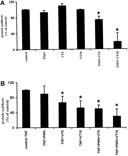 Fig. 7. Measurement of protein synthesis by incorporation of3H-leucine in newly synthesized proteins. / (A) Nonstimulated GMVECs incubated with VT-1 loaded PMNs showed during 24-hour incubation a reduction of protein synthesis. (B) GMVECs prestimulated for 24 hours with TNF-α (10 ng/mL) showed strong inhibition during incubation with VT-1 alone or after incubation with VT-1 preloaded PMNs. Similar results were obtained from 5 different donors for GMVECs. Results are expressed as ± SEM. Statistical analysis was performed, using unpaired Studentt test. P values smaller than .05 were considered to be significant. * P < 0.05 as compared to nonstimulated GMVECs (A) and TNF-α–prestimulated GMVECs (B).