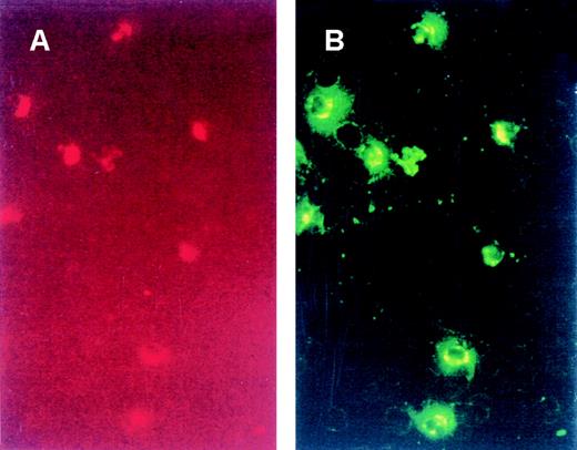 Fig. 2. Direct immunofluorescence of binding of VT-FITC to PMNs. / Whole blood was incubated with CD13-PE (A), a specific marker for PMNs, and with VT-FITC (B) on ice for 20 minutes. PMNs were the cells that had bound VT-FITC. No other components of blood were positive for binding VT-FITC.