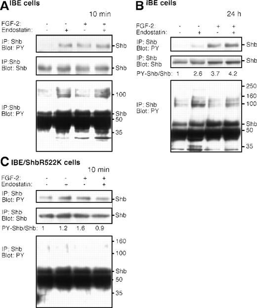 Fig. 7. Endostatin-treatment induces signal transduction in IBE cells. / IBE cells were incubated with (+) or without (−) FGF-2 and endostatin for 10 minutes (A, C) or 24 hours (B). The lower panels in (A) and (B) represent longer exposures of the immunoblot shown in the top panel. In (C), R522KShb-IBE cells were stimulated with endostatin and/or FGF-2. Cells were lysed and immunoprecipitated (IP) using antiserum against Shb, followed by SDS-PAGE and immunoblotting using the antiphosphotyrosine antibodies 4G10 or the anti-Shb antiserum, as indicated. The ratios of densitometric recordings of Shb and tyrosine phosphorylated Shb are provided in the figure, because the total amounts of Shb varied slightly between the different lanes in the (B) and (C) panels. Molecular masses of marker proteins run in parallel and the migration of Shb are indicated to the right in the panels.