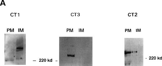 Fig. 2. Localization of 1,4,5IP3R types in platelets. / (A) Western blot analysis of platelet 1,4,5IP3R isoform distribution in plasma (PM) and intracellular membranes (IM) prepared using high-voltage FFE. Numbers reflect molecular size markers in kilodaltons. Marker enzyme NADH cytochrome C reductase activity IM = 1.5 μmol/min per milligram protein; PM = 0.005 μmol/min per milligram protein. Actin was only detected in pm, not in IM. Ref. 33 shows full characterization of membranes. (B) Degradation of type III 1,4,5IP3R by endogenous proteases during membrane purification. PM were prepared using FFE, as outlined in “Materials and methods.” Samples loaded; lane 1, platelet lysate; lane 2, mixed membranes (MM) before FFE; lane 3, PM. Antibodies used in Western blot analysis reflect CT2 for type II and CT3 for the type III receptor. Numbers reflect positions of molecular size markers. (C) Intact platelets were surface labeled with biotin (see “Materials and methods”) and1,4,5IP3R were immunoprecipitated with R26, CT2, and R45 antibodies. Biotinylated proteins were detected using streptavidin–HRP.