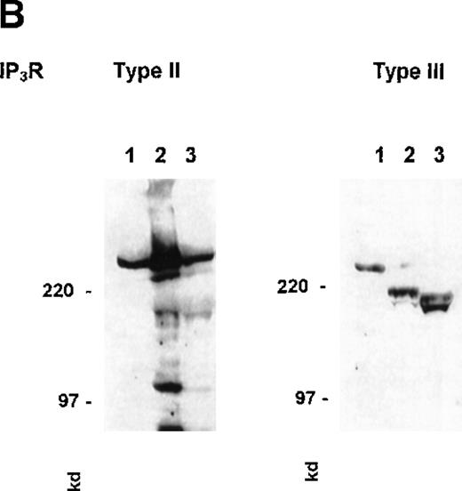 Fig. 2. Localization of 1,4,5IP3R types in platelets. / (A) Western blot analysis of platelet 1,4,5IP3R isoform distribution in plasma (PM) and intracellular membranes (IM) prepared using high-voltage FFE. Numbers reflect molecular size markers in kilodaltons. Marker enzyme NADH cytochrome C reductase activity IM = 1.5 μmol/min per milligram protein; PM = 0.005 μmol/min per milligram protein. Actin was only detected in pm, not in IM. Ref. 33 shows full characterization of membranes. (B) Degradation of type III 1,4,5IP3R by endogenous proteases during membrane purification. PM were prepared using FFE, as outlined in “Materials and methods.” Samples loaded; lane 1, platelet lysate; lane 2, mixed membranes (MM) before FFE; lane 3, PM. Antibodies used in Western blot analysis reflect CT2 for type II and CT3 for the type III receptor. Numbers reflect positions of molecular size markers. (C) Intact platelets were surface labeled with biotin (see “Materials and methods”) and1,4,5IP3R were immunoprecipitated with R26, CT2, and R45 antibodies. Biotinylated proteins were detected using streptavidin–HRP.