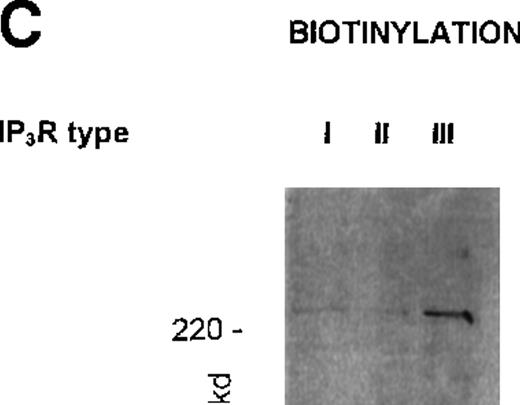 Fig. 2. Localization of 1,4,5IP3R types in platelets. / (A) Western blot analysis of platelet 1,4,5IP3R isoform distribution in plasma (PM) and intracellular membranes (IM) prepared using high-voltage FFE. Numbers reflect molecular size markers in kilodaltons. Marker enzyme NADH cytochrome C reductase activity IM = 1.5 μmol/min per milligram protein; PM = 0.005 μmol/min per milligram protein. Actin was only detected in pm, not in IM. Ref. 33 shows full characterization of membranes. (B) Degradation of type III 1,4,5IP3R by endogenous proteases during membrane purification. PM were prepared using FFE, as outlined in “Materials and methods.” Samples loaded; lane 1, platelet lysate; lane 2, mixed membranes (MM) before FFE; lane 3, PM. Antibodies used in Western blot analysis reflect CT2 for type II and CT3 for the type III receptor. Numbers reflect positions of molecular size markers. (C) Intact platelets were surface labeled with biotin (see “Materials and methods”) and1,4,5IP3R were immunoprecipitated with R26, CT2, and R45 antibodies. Biotinylated proteins were detected using streptavidin–HRP.