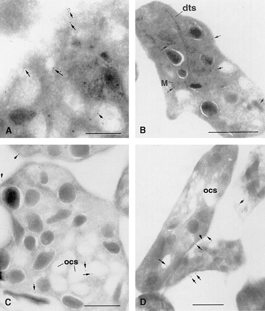 Fig. 3. Immunogold labeling of type I and type III1,4,5IP3R in human platelets. / Ultracryosections were prepared and immunostained for type I1,4,5IP3R using the monoclonal antibody 18A10 (A) and R26 (B) and for the type III receptors using CT3 (C) and R45 (D). Bar represents 1 μm; arrows point to selected gold particles. dts, dense tubular system; M, mitochondria; ocs, open canalicular system.