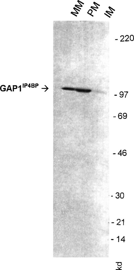 Fig. 4. Detection of GAP1IP4BP in purified human platelet membranes. / 50 μg platelet-mixed (MM), plasma (PM), and intracellular membranes (IM) were probed for Western blotting detection with an antibody raised to a C-terminal peptide of GAP1IP4BP. Numbers reflect molecular size markers.
