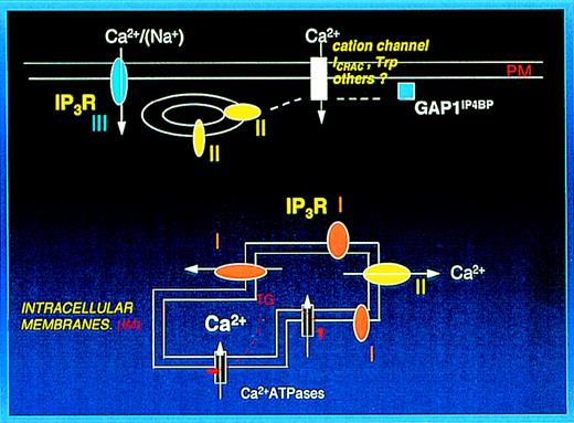 Fig. 7. Localization of IP3 receptors (IP3R) and GAP1IP4BP in platelets. / The plasma membrane preparation (PM) contains the type III receptor, which is surface exposed and is likely to be involved in either Ca++ or Na+ entry (see text). The type II receptor and GAP1IP4BP eluting with the plasma membrane preparation are suggested to link with a plasma membrane cation channel. The intracellular membranes contain the type I and type II receptors involved with Ca++ release from intracellular stores and thapsigargin (TG) sensitive SERCA Ca++ATPases.
