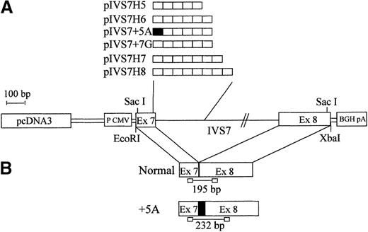 Fig. 2. Schematic diagram of the F7 gene and mRNA regions expressed in mammalian cells. / (A) pcDNA3 plasmid (pIVS7H5, pIVS7H6, pIVS7H7, pIVS7H8, pIVS7 + 5A, and pIVS7 + 7G) containing the different allelic forms ordered by repeat number. (B) Spliced transcription products from plasmids and the size of RT-PCR–amplified fragments. pIVS7 + 5A, used as an internal control, produces the altered transcript (+5A), which contains an additional 37-bp sequence (indicated by filled square).