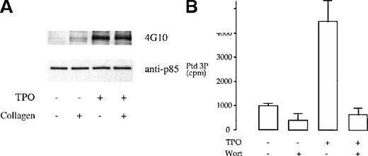 Fig. 1. TPO treatment of platelets results in tyrosine phosphorylation and activation of PI 3-kinase. / (A) Phosphorylation of p85 subunit of PI 3-kinase. Platelet samples were treated with 10 μg/mL collagen (2 minutes), 50 ng/mL TPO (3 minutes), or the combination of both agents (TPO for 3 minutes, followed by collagen for 2 minutes). The platelets were then lysed under nondenaturing conditions in 1% NP-40 and protein immunoprecipitated with p85 antiserum. The immunoprecipitates were submitted to SDS-PAGE and, after transfer, the membrane was blotted with the antiphosphotyrosine monoclonal antibody (mAb) 4G10 and exposed by ECL (upper panel). The same membrane was stripped and reprobed with anti-p85 serum (lower panel). Results are from 1 experiment representative of 5; the extent of phosphorylation varied widely between donors. (B) TPO stimulates an increase in PI 3-kinase in p85 immunoprecipitates. Activity was measured by monitoring formation of phosphatidylinositol 3-monophosphate as described in “Materials and methods.” Results are performed in duplicate and are representative of 2 experiments.