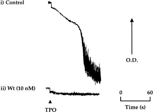 Fig. 4. TPO stimulates aggregation of platelets in a subpopulation of donors. / Aggregation of gel-filtered platelets was monitored by light transmission where a decrease in optical density (OD) reflects aggregation. (i) Platelets from approximately 1 in 5 donors were found to undergo aggregation in response to TPO (50 ng/mL). (ii) Wortmannin (Wt) preincubated 15 minutes before the addition of TPO was found to completely block aggregation. The aggregation trace is representative of 4 experiments.