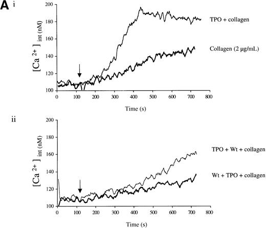 Fig. 6. Priming of platelet responses to collagen by TPO is accompanied by a PI 3-kinase–dependent Ca++ increase. / Fura-2–loaded platelets (108/mL) were stimulated in a plastic cuvette with stirring at 37°C in the presence of 1 mmol/L extracellular Ca++. Fluorescence emission was recorded at 510 nm for an excitation ratio 340/380 nm. In (A) experiments were performed as follows: (i) collagen (2 μg/mL) or TPO (100 ng/mL) for 3 minutes and then collagen (2 μg/mL); (ii) wortmannin (Wt) (100 nmol/L) for 3 minutes, followed by TPO for 3 minutes and then collagen (2 μg/mL), or TPO (100 ng/mL) for 3 minutes, followed by Wt (100 nmol/L) for 3 minutes and then collagen (2 μg/mL). In (B) experiments were performed as follows: (i) collagen (5 μg/mL), or TPO (100 ng/mL) for 3 minutes, followed by collagen (5 μg/mL); (ii) same as (i) but in the presence of apyrase (1 U/mL). The addition of collagen is indicated by an arrow. Results are from 1 experiment made in triplicate representative of 4.