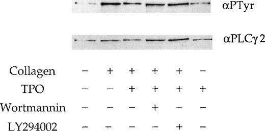Fig. 7. Phosphorylation of PLCγ2 by collagen in the presence of TPO. / PLCγ2 tyrosine phosphorylation induced by TPO and collagen. Platelets were stimulated with stirring by collagen (10 μg/mL) for 90 seconds; TPO (50 ng/mL) for 300 seconds; TPO (50 ng/mL) for 300 seconds, followed by collagen for 90 seconds. Wortmannin (100 nmol/L) and LY294002 (50 μmol/L) are preincubated 3 minutes before the addition of TPO or collagen. PLCγ2 was immunoprecipitated and probed for tyrosine phosphorylation using the monoclonal antibody 4G10 (upper panel). Membranes are stripped and reprobed for PLCγ2 (lower panel). Results are from 1 experiment representative of 3.