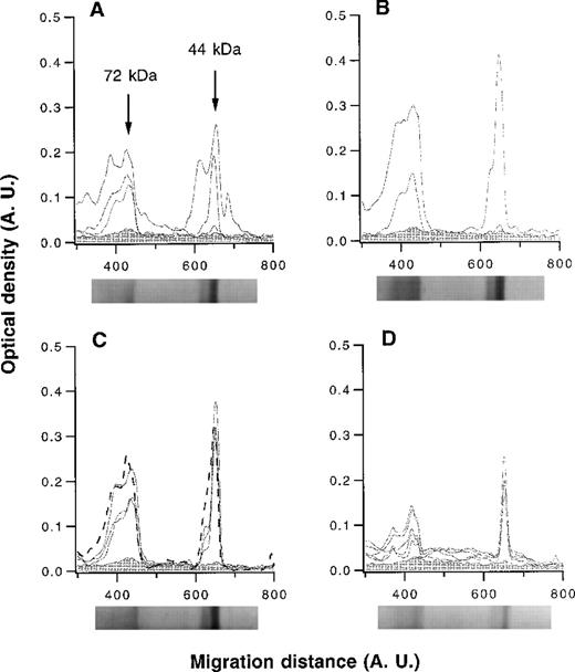 Fig. 2. Densitometric profiles of the reactivity of anti-FVIII IgG. / Anti-FVIII IgG was affinity-purified from the plasma of 4 hemophilia patients with inhibitor (A), 2 patients with autoantibodies to FVIII (B), 3 healthy blood donors and pooled normal human IgG (IVIg) (C), and 5 nonresponder hemophilia patients (D). IgG was tested at a concentration of 50 μg/mL. The densitometric pattern of reactivities of IgG of each individual is depicted as a full-line curve; that of anti-FVIII IgG from IVIg is depicted as a broken-line curve in panel C. Gray areas depict the densitometric pattern observed in the presence of secondary antibody alone. Migration distances and optical densities are expressed as arbitrary units (AU). Arrows in panel A indicate the FVIII digestion fragments of 44 and 72 kd. For each group of individuals, a representative immunoblot is shown below the X axis.