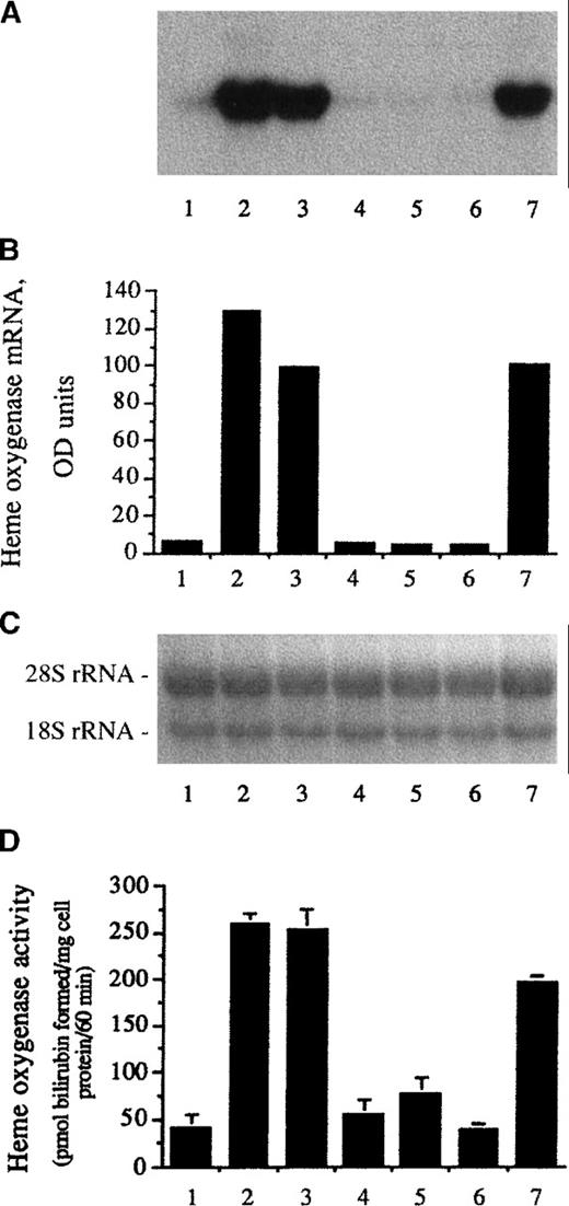 Fig. 2. Heme oxygenase induction by heme analogues. / (A) For heme oxygenase mRNA Northern analysis, confluent human umbilical vein endothelial cells cultured in 10-cm tissue-culture dishes were incubated with medium 199 alone (first lane), 10 μmol/L hematin (second lane), 10 μmol/L heme arginate (third lane), 10 μmol/L iron deuteroporphyrin IX,2,4-bis-sulfonate (fourth lane), 10 μmol/L iron coproporphyrin III (fifth lane), 10 μmol/L iron deuteroporphyrin IX,2,4-bis-glycol (sixth lane), or 10 μmol/L iron deuteroporphyrin IX (seventh lane) in media 199 for 60 minutes followed by an additional 4 hours' incubation with hematin and heme analogue-free medium. RNA was isolated, electrophoresed, blotted, and hybridized with a 32P-labeled heme oxygenase cDNA probe. (B) Densitometry tracings of heme oxygenase mRNA bands expressed as arbitrary OD units. (C) The corresponding 28S and 18S ribosomal RNA of the Northern blot in (A). (D) Heme oxygenase enzyme activity (picomolar of bilirubin formed per milligram of cell protein per 60 minutes) measured at 8 hours after exposure of endothelial cell monolayers to the same compounds as above. Results represent the enzyme activity (mean ± SE) of at least 3 experiments done in duplicate.