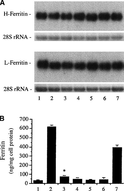 Fig. 3. Effect of ferriporphyrins on ferritin expression. / Human umbilical vein endothelial cell monolayers were treated with medium 199 alone (first lanes and bar) or equimolar (10 μmol/L), various ferriporphyrins, including hematin (second lanes and bar), heme arginate (third lanes and bar), iron deuteroporphyrin IX,2,4-bis-sulfonate (fourth lanes and bar), iron coproporphyrin III (fifth lanes and bar), iron deuteroporphyrin IX,2,4-bis-glycol (sixth lanes and bar), or iron deuteroporphyrin IX (seventh lanes and bar), in media 199 for 60 minutes followed by additional incubations with ferriporphyrin free medium. (A) Northern blot analysis of mRNA for heavy-chain (H) and light-chain (L) ferritin at 4 hours after treatment of endothelial cells. Upper Panel: After transfer and hybridization, the H-ferritin and L-ferritin mRNAs are recognized by 32P-labeled cDNA probes. Lower Panel: Equal quantities of 28S rRNA were shown in the ethidium bromide–stained agarose gel. (B) Ferritin content at 16 hours after treatment of endothelium was measured for the same groups as in (A). Results are expressed as nanograms of ferritin per milligram of endothelial cell protein and represent mean ± SE of at least 3 experiments performed in duplicate. P < .004 heme arginate (third bar) versus control (first bar).