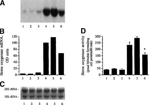 Fig. 7. LDL conditioned with heme arginate or hematin. / Heme arginate–conditioned LDL was a weaker inducer for heme oxygenase than hematin-conditioned LDL. (A) For heme oxygenase mRNA analysis, human umbilical vein endothelial cell monolayers were incubated for 1 hour with LDL (50 μg/mL protein) alone (second lane), LDL treated with H2O2 (6.25 μmol/L) (third lane), LDL treated with hematin (1.25 μmol/L) plus H2O2 (6.25 μmol/L) (fifth lane), and LDL treated with heme arginate (1.25 μmol/L) plus H2O2 (sixth lane) in HBSS, and then replaced with medium for 4 hours. For negative control (first lane), HBSS was free of lipoprotein, and for positive control (fourth lane), cells were exposed to hematin alone (10 μmol/L) for 1 hour followed by a 4-hour incubation with culture medium. RNA was isolated, electrophoresed, blotted, and hybridized with a 32P-labeled heme oxygenase cDNA probe. (B) Autoradiograph was quantified by videodensitometry and expressed as arbitrary OD units. (C) Ethidium bromide–stained nylon membrane with the corresponding 18S and 28S rRNA for the above autoradiogram. (D) Heme oxygenase enzyme activity (picomole of bilirubin formed per milligram of cell protein per 60 minutes) was measured at 8 hours after exposure of endothelium to the same test solutions as for Northern blot in (A). Results represent enzyme activity (mean ± SE) of at least 3 experiments done in duplicate.P < .001 versus bar 5.