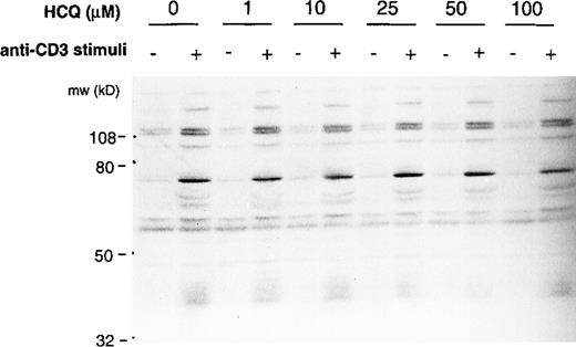 Fig. 2. HCQ does not inhibit TCR-mediated inductive protein tyrosine phosphorylation. / Jurkat T cells (1 × 106) were treated with varying concentrations of HCQ for 24 hours, stimulated with C305 for 5 minutes, and then lysed in NP-40 detergent. Proteins from whole-cell lysates were separated by 10% SDS-PAGE, transferred to nitrocellulose, and immunoblotted with antiphosphotyrosine antibody (4G10). Immunoreactive bands were visualized by enhanced chemiluminescence. Representative data from more than 3 similar experiments are shown. A more extended kinetic analysis of protein tyrosine phosphorylation in untreated and HCQ-treated cell populations gave similar results (data not shown).