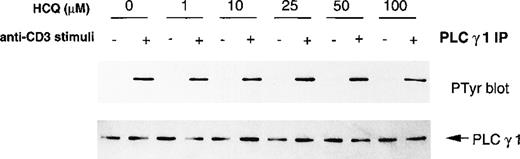 Fig. 3. HCQ does not alter TCR-induced PLCγ1 tyrosine phosphorylation. / Jurkat T cells were treated with varying concentrations of HCQ for 24 hours, stimulated with C305 for 15 minutes, and then lysed in NP-40 detergent. PLCγ1 was immunoprecipitated from 5 × 107 cell equivalents, and immunoprecipitates were blotted with either antiphosphotyrosine (upper panel) or anti-PLCγ1 (lower panel), and immunoreactive bands were visualized by enhanced chemiluminescence. Representative data from more than 3 similar experiments are shown.