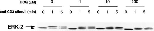 Fig. 5. HCQ does not alter MAP kinase activation. / Jurkat T cells were treated with varying concentrations of HCQ for 24 hours, stimulated with C305 for 0 to 5 minutes, and then lysed in NP-40 detergent. Proteins from whole-cell lysates were subjected to 12% SDS-PAGE and were transferred to nitrocellulose, and membranes were immunoblotted with anti-ERK-2. Immunoreactive bands were visualized by enhanced chemiluminescence. Representative data from more than 3 similar experiments are shown.