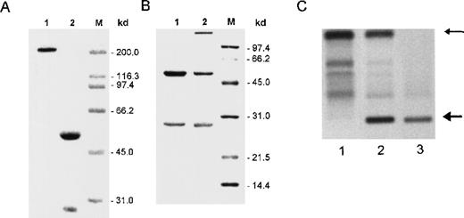 Fig. 2. Immunochemical analysis of cell supernatants and crystals. / (A) SDS-PAGE analysis of crystals formed in vitro by 8A4 cells and analyzed under nonreducing (lane 1) or reducing (lane 2) conditions; only polypeptides corresponding to immunoglobulin H and L chains were detected by Coomassie blue staining. (B) SDS-PAGE analysis under reducing conditions of antibodies purified from 8A4 (lane 1) and 8A4-NP1 (lane 2); Coomassie blue staining; molecular weight markers are indicated in kilodaltons. (C) Agar zone electrophoresis of serum from an 8A4 mouse (lane 1), an 8A4-NP1 mouse (lane 2), and the solubilized cryoglobulin precipitate obtained from 8A4-NP1 serum (lane 3); the upper arrow indicates serum albumin, and the bottom arrow marks the monoclonal cryoglobulin peak.