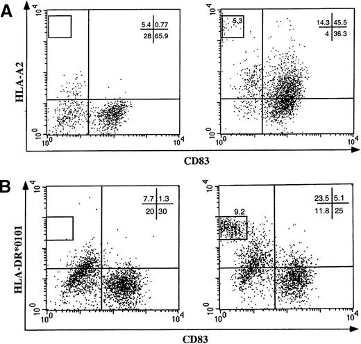 Fig. 2. DC acquisition of allogeneic HLA class I molecules. / DCs from (A) HLA-A2–negative or (B) HLA-DR*0101–negative individuals were cultivated on a monolayer of nonirradiated melanoma cells expressing the HLA-A2 or the HLA-DR*0101 allele, respectively (right panels). As a control, DCs were cocultured with HLA-unrelated melanoma cells (left panels). After 20 hours of cocultivation, the expression of the allogeneic HLA molecules on the cell surface of DC populations was analyzed by flow cytometry using mAbs specific for CD83 and (A) HLA-A2 or (B) DR0101 molecules.