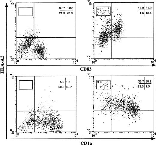 Fig. 4. DC acquisition of allogeneic HLA class I from activated human lymphocytes. / DCs from an HLA-A2–negative individual were cocultivated with PHA-activated human lymphocytes expressing the HLA-A2 allele (right panels). As a control, DCs were cocultured with HLA-unrelated lymphocytes (left panels). After 20 hours, the expression of the allogeneic HLA molecules on the cell surface of the DC populations was analyzed by flow cytometry using mAbs specific for HLA-A2 and CD83 (upper panels) or CD1a (lower panels).