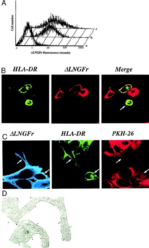 Fig. 1. DC acquisition of intact cell surface molecules displayed on the plasma membrane of donor cells. / (A) DC acquisition of the cell surface marker ΔLNGFr is vector-independent. Monocyte-derived DCs were differentiated and cocultured with (b) vector-producing cells19 or with (c) the 3T3-ΔLNGFr cell line expressing the ΔLNGFr on its cell surface, but unable to produce any vector particle. Transduction efficiency was evaluated by immunofluorescence for the expression of the cell surface marker ΔLNGFr encoded by the retroviral vector. ΔLNGFr expression on (a) untreated and (b, c) treated DC populations is shown. (B) DC acquisition of the ΔLNGFr cell surface marker appears to require a cell-to-cell interaction. DCs were cultured on glass cover slips on a monolayer of nonirradiated 3T3-ΔLNGFr. Cocultures were processed for immunofluorescence and confocal microscopy 20 hours later. HLA-DR molecules expressed by DCs were visualized using an HLA-DR-FITC mAb and displayed as green staining. ΔLNGFr surface marker was visualized by the 20.4 specific primary mAb followed by a Texas red–conjugated second antibody and displayed as red staining. Optically merged confocal images showed the colocalization, displayed as yellow staining, of the HLA-DR marker with ΔLNGFr. The dependence of the ΔLNGFr transfer by intercellular contact between cell membranes of DCs and donor cells is suggested by the observation that positive DCs were always in close contact with donor cells, while negative DCs were distant (arrow). (C) DC acquisition of ΔLNGFr cell surface marker is associated with the transfer of plasma membrane lipids. DCs were exposed to 3T3-ΔLNGFr cells previously labeled with PKH26, a stable membrane-soluble red dye that does not exchange spontaneously between membranes for prolonged periods. Cocultures were processed, 20 hours later, for immunofluorescence and confocal microscopy by using an HLA-DR-FITC mAb and a Cy-5-labeled secondary mAb to detect ΔLNGFr expression. The Cy-5–labeled secondary mAb is shown as a light blue color. All DCs that acquired the cell surface marker from ΔLNGFr-expressing cells (arrows) also became positive for the PKH26 red dye. (D) Cell surface distribution of the acquired ΔLNGFr molecules. Cocultures of DCs and 3T3-ΔLNGFr cells were analyzed by double immunolabeling for ΔLNGFr and HLA-DR expression. ΔLNGFr molecules (5-nm gold particles) are interspersed between HLA-DR molecules (15-nm gold particles) on the cell surface of DCs.