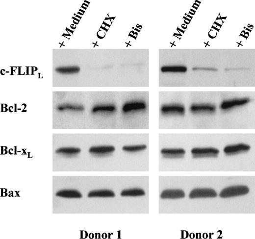 Fig. 2. CHX and bisindolylmaleimide (Bis) down-regulate c-FLIPL expression. / DC were incubated for 12 hours in medium alone or in the presence of either CHX (10 μg/mL) or Bis III (20 μmol/L). Whole-cell extracts were electrophoresed and probed with anti-FLIPL mAb (NF6), anti-Bcl-2 mAb, anti-Bcl-xL rabbit polyclonal antibody (Ab), or anti-Bax rabbit polyclonal Ab, followed by an appropriate second Ab. Two representative experiments of 10 performed on samples from different blood donors are shown.