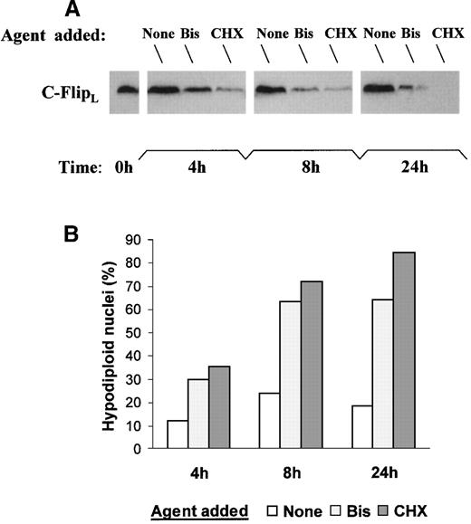 Fig. 3. Treatment of DC with CHX or Bis results in decreased levels of c-FLIPL and sensitivity to CD95-mediated apoptosis. / (A) DC were incubated in medium alone or in the presence of either CHX (10 μg/mL) or Bis III (20 μmol/L). At the indicated times, whole-cell extracts were electrophoresed and probed with anti-FLIPL mAb (NF6) followed by an appropriate second Ab. Data are representative results from 3 experiments done on samples from different blood donors. (B) DC were incubated with agonistic anti-CD95 mAb (0.5 μg/mL) in the presence of CHX (10 μg/mL) or Bis III (20 μmol/L). After 4, 8, or 24 hours, cells were fixed, DNA was stained with PI, and the percentage of hypodiploid nuclei (subG1 peak) was analyzed with use of flow cytometry. Data are representative results from 2 experiments done on samples from different blood donors.
