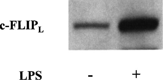Fig. 6. c-FLIPL expression is up-regulated on lipopolysaccharide (LPS)-induced DC maturation. / DC were incubated in medium with or without LPS (1 μg/mL). After 24 hours, whole-cell extracts were electrophoresed and probed with anti-FLIPL mAb (NF6) followed by an appropriate second Ab. Data are representative results from 5 experiments done on samples from different blood donors.