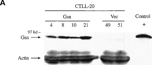 Fig. 1. Effect of overexpression of gelsolin on timing of apoptosis of growth factor-dependent cells induced by cytokine deprivation. / Overexpression of gelsolin did not delay apoptosis of growth factor-dependent cells induced by cytokine deprivation, or prevent its enhancement by jasplakinolide, despite appropriate cleavage. (A) Whole cell lysates (1.25 × 106 cell equivalents) of transfected CTLL-20 cells were separated by SDS-PAGE and immunoblotted for gelsolin and for actin. Serum was used as a positive control. (B) Transfected CTLL-20 cells were incubated for 15 hours in the absence of IL-2 and in the presence of 100 nmol/L jasplakinolide (closed bars) or its vehicle, 0.02% Me2SO (open bars). After incubation, cells were fixed and stained with propidium iodide for quantification of apoptosis by nuclear morphology. Results are representative of 2 independent experiments. (C, D) Whole cell lysates (2 × 106 cell equivalents) of transfected Ba/F3 cells deprived of IL-3 for the indicated periods of time were separated by SDS-PAGE and immunoblotted for human (C) or murine (D) gelsolin. The time-dependent appearance of the 46 kd gelsolin cleavage product is shown. In (D) there was a slight loss of the cell sample at 8 hours. Results are representative of 2 independent experiments. (E) Parallel samples of transfected Ba/F3 cells deprived of IL-3 for the indicated periods of time were fixed and stained with propidium iodide for quantification of apoptosis by nuclear morphology. Closed circles represent Ba/F3 cells that overexpress gelsolin, while open circles represent the vector control. SDs were calculated as described in “Materials and methods.” The slight difference between the 2 cell lines at 8 and 12 hours was not evident by trypan blue exclusion.