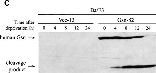 Fig. 1. Effect of overexpression of gelsolin on timing of apoptosis of growth factor-dependent cells induced by cytokine deprivation. / Overexpression of gelsolin did not delay apoptosis of growth factor-dependent cells induced by cytokine deprivation, or prevent its enhancement by jasplakinolide, despite appropriate cleavage. (A) Whole cell lysates (1.25 × 106 cell equivalents) of transfected CTLL-20 cells were separated by SDS-PAGE and immunoblotted for gelsolin and for actin. Serum was used as a positive control. (B) Transfected CTLL-20 cells were incubated for 15 hours in the absence of IL-2 and in the presence of 100 nmol/L jasplakinolide (closed bars) or its vehicle, 0.02% Me2SO (open bars). After incubation, cells were fixed and stained with propidium iodide for quantification of apoptosis by nuclear morphology. Results are representative of 2 independent experiments. (C, D) Whole cell lysates (2 × 106 cell equivalents) of transfected Ba/F3 cells deprived of IL-3 for the indicated periods of time were separated by SDS-PAGE and immunoblotted for human (C) or murine (D) gelsolin. The time-dependent appearance of the 46 kd gelsolin cleavage product is shown. In (D) there was a slight loss of the cell sample at 8 hours. Results are representative of 2 independent experiments. (E) Parallel samples of transfected Ba/F3 cells deprived of IL-3 for the indicated periods of time were fixed and stained with propidium iodide for quantification of apoptosis by nuclear morphology. Closed circles represent Ba/F3 cells that overexpress gelsolin, while open circles represent the vector control. SDs were calculated as described in “Materials and methods.” The slight difference between the 2 cell lines at 8 and 12 hours was not evident by trypan blue exclusion.