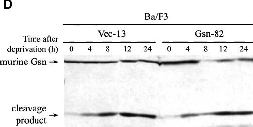Fig. 1. Effect of overexpression of gelsolin on timing of apoptosis of growth factor-dependent cells induced by cytokine deprivation. / Overexpression of gelsolin did not delay apoptosis of growth factor-dependent cells induced by cytokine deprivation, or prevent its enhancement by jasplakinolide, despite appropriate cleavage. (A) Whole cell lysates (1.25 × 106 cell equivalents) of transfected CTLL-20 cells were separated by SDS-PAGE and immunoblotted for gelsolin and for actin. Serum was used as a positive control. (B) Transfected CTLL-20 cells were incubated for 15 hours in the absence of IL-2 and in the presence of 100 nmol/L jasplakinolide (closed bars) or its vehicle, 0.02% Me2SO (open bars). After incubation, cells were fixed and stained with propidium iodide for quantification of apoptosis by nuclear morphology. Results are representative of 2 independent experiments. (C, D) Whole cell lysates (2 × 106 cell equivalents) of transfected Ba/F3 cells deprived of IL-3 for the indicated periods of time were separated by SDS-PAGE and immunoblotted for human (C) or murine (D) gelsolin. The time-dependent appearance of the 46 kd gelsolin cleavage product is shown. In (D) there was a slight loss of the cell sample at 8 hours. Results are representative of 2 independent experiments. (E) Parallel samples of transfected Ba/F3 cells deprived of IL-3 for the indicated periods of time were fixed and stained with propidium iodide for quantification of apoptosis by nuclear morphology. Closed circles represent Ba/F3 cells that overexpress gelsolin, while open circles represent the vector control. SDs were calculated as described in “Materials and methods.” The slight difference between the 2 cell lines at 8 and 12 hours was not evident by trypan blue exclusion.