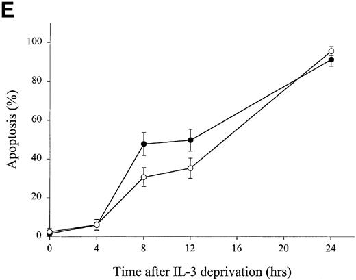 Fig. 1. Effect of overexpression of gelsolin on timing of apoptosis of growth factor-dependent cells induced by cytokine deprivation. / Overexpression of gelsolin did not delay apoptosis of growth factor-dependent cells induced by cytokine deprivation, or prevent its enhancement by jasplakinolide, despite appropriate cleavage. (A) Whole cell lysates (1.25 × 106 cell equivalents) of transfected CTLL-20 cells were separated by SDS-PAGE and immunoblotted for gelsolin and for actin. Serum was used as a positive control. (B) Transfected CTLL-20 cells were incubated for 15 hours in the absence of IL-2 and in the presence of 100 nmol/L jasplakinolide (closed bars) or its vehicle, 0.02% Me2SO (open bars). After incubation, cells were fixed and stained with propidium iodide for quantification of apoptosis by nuclear morphology. Results are representative of 2 independent experiments. (C, D) Whole cell lysates (2 × 106 cell equivalents) of transfected Ba/F3 cells deprived of IL-3 for the indicated periods of time were separated by SDS-PAGE and immunoblotted for human (C) or murine (D) gelsolin. The time-dependent appearance of the 46 kd gelsolin cleavage product is shown. In (D) there was a slight loss of the cell sample at 8 hours. Results are representative of 2 independent experiments. (E) Parallel samples of transfected Ba/F3 cells deprived of IL-3 for the indicated periods of time were fixed and stained with propidium iodide for quantification of apoptosis by nuclear morphology. Closed circles represent Ba/F3 cells that overexpress gelsolin, while open circles represent the vector control. SDs were calculated as described in “Materials and methods.” The slight difference between the 2 cell lines at 8 and 12 hours was not evident by trypan blue exclusion.